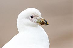 Snowy Sheathbill